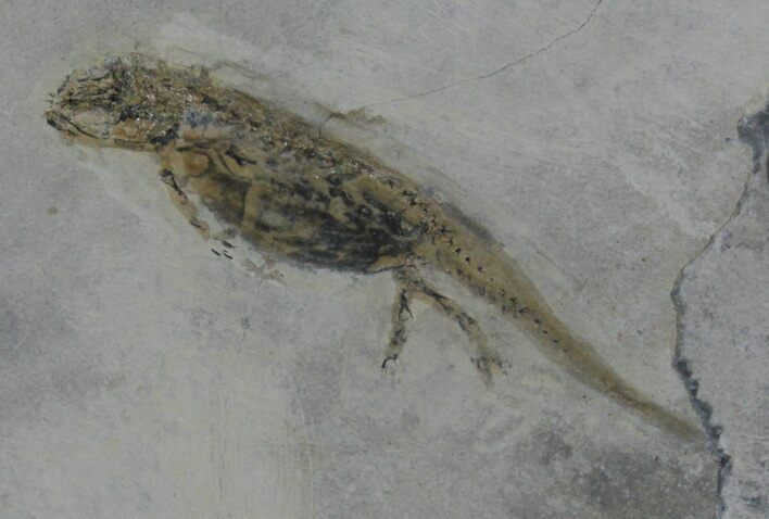 Permian Branchiosaur (Amphibian) Fossil - Extra Large #39118